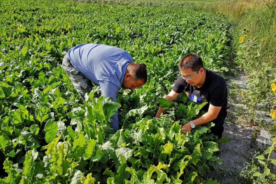 BOB半岛·体育(中国)官方网站兵团志愿者：让青春之歌响彻天山南北(图2)