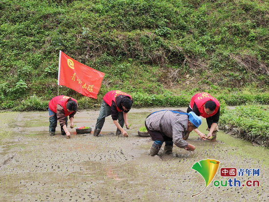 贵州剑河县志愿者开展插秧活动助力春耕